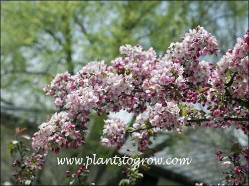 Candymint Ornamental Crabapple (Malus)